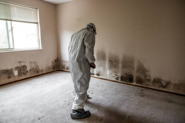 Best Mold Remediation for Healthcare Facilities  in Paris, MO