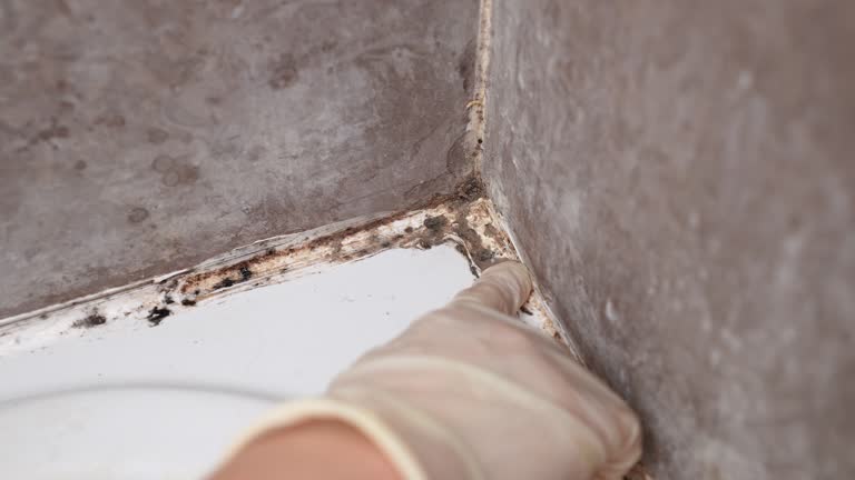 Best Mold Damage Restoration  in Paris, MO